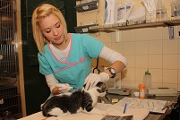 Vaccinating Cat